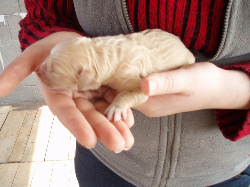 štěňátka 09-07.JPG